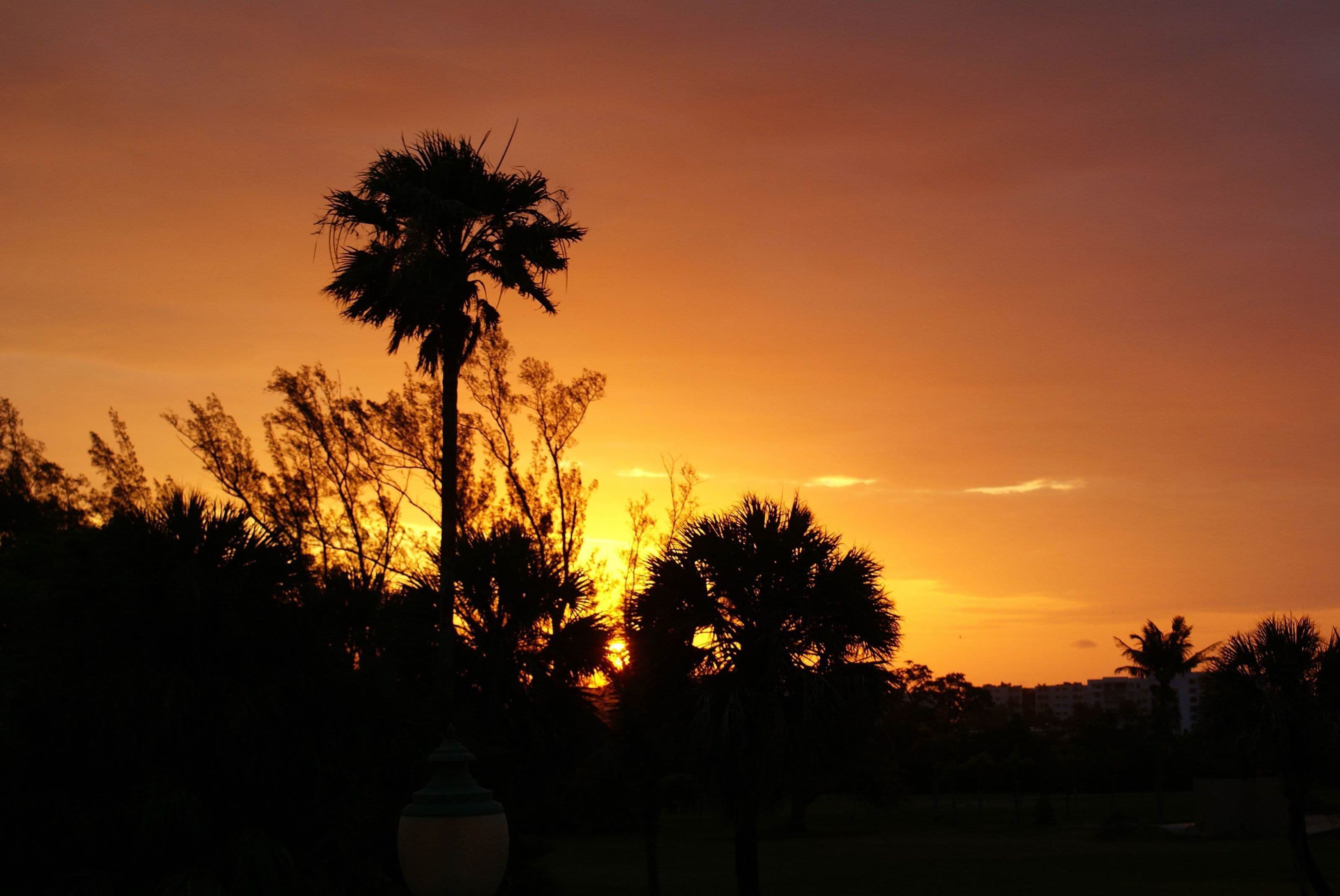 A sunset with silhouettes of palm trees and buildings.