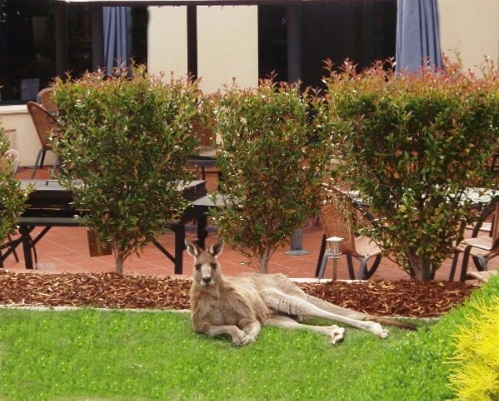 Alpha Hotel Canberra by null