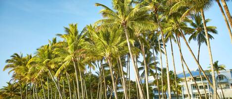 A beach with tall palm trees and a building with multiple balconies in the background.