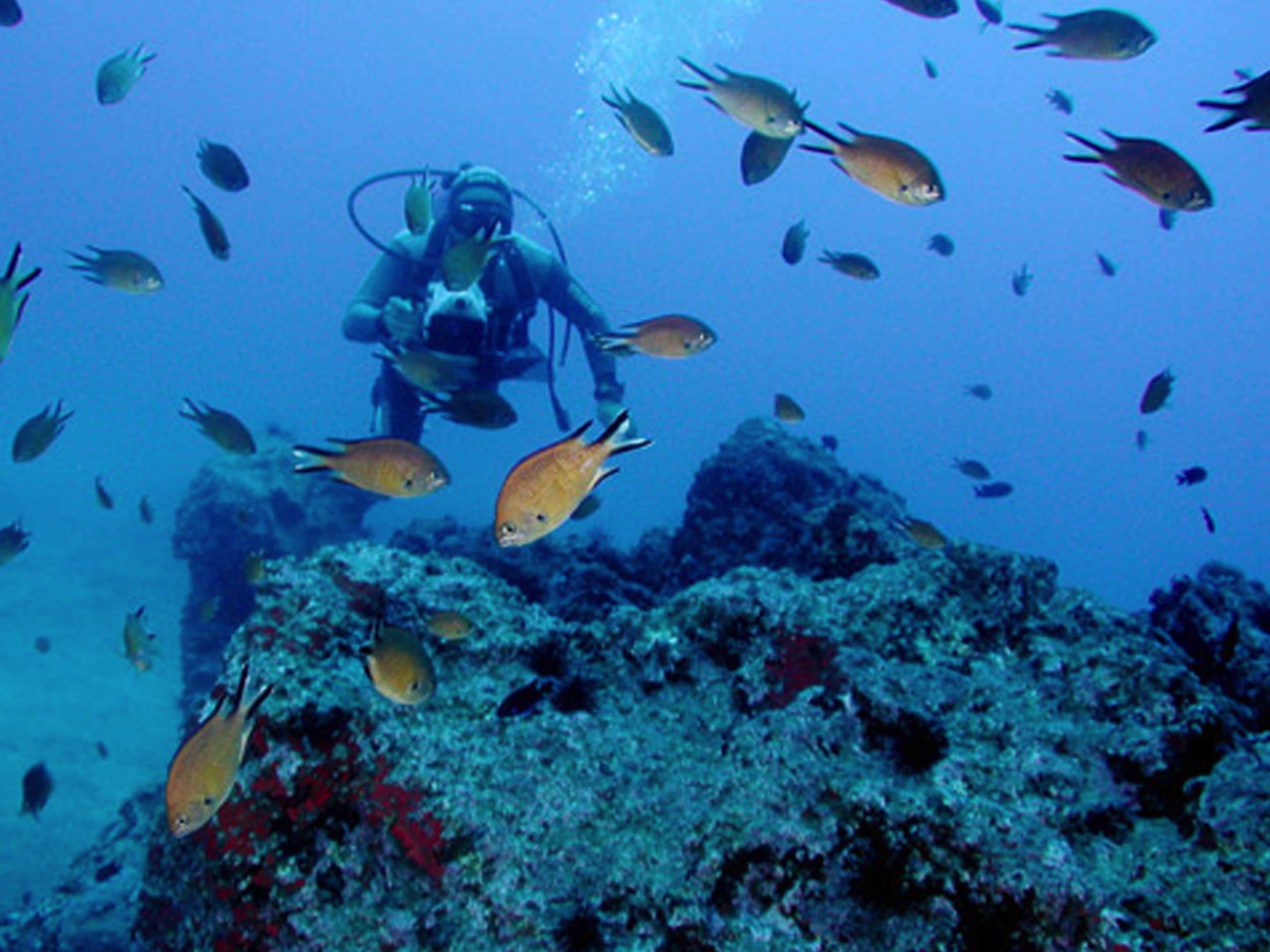 A diver surrounded by fish in a clear underwater environment.