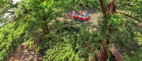 Une excursion en bateau au cœur d’une végétation luxuriante et d’une forêt dense.