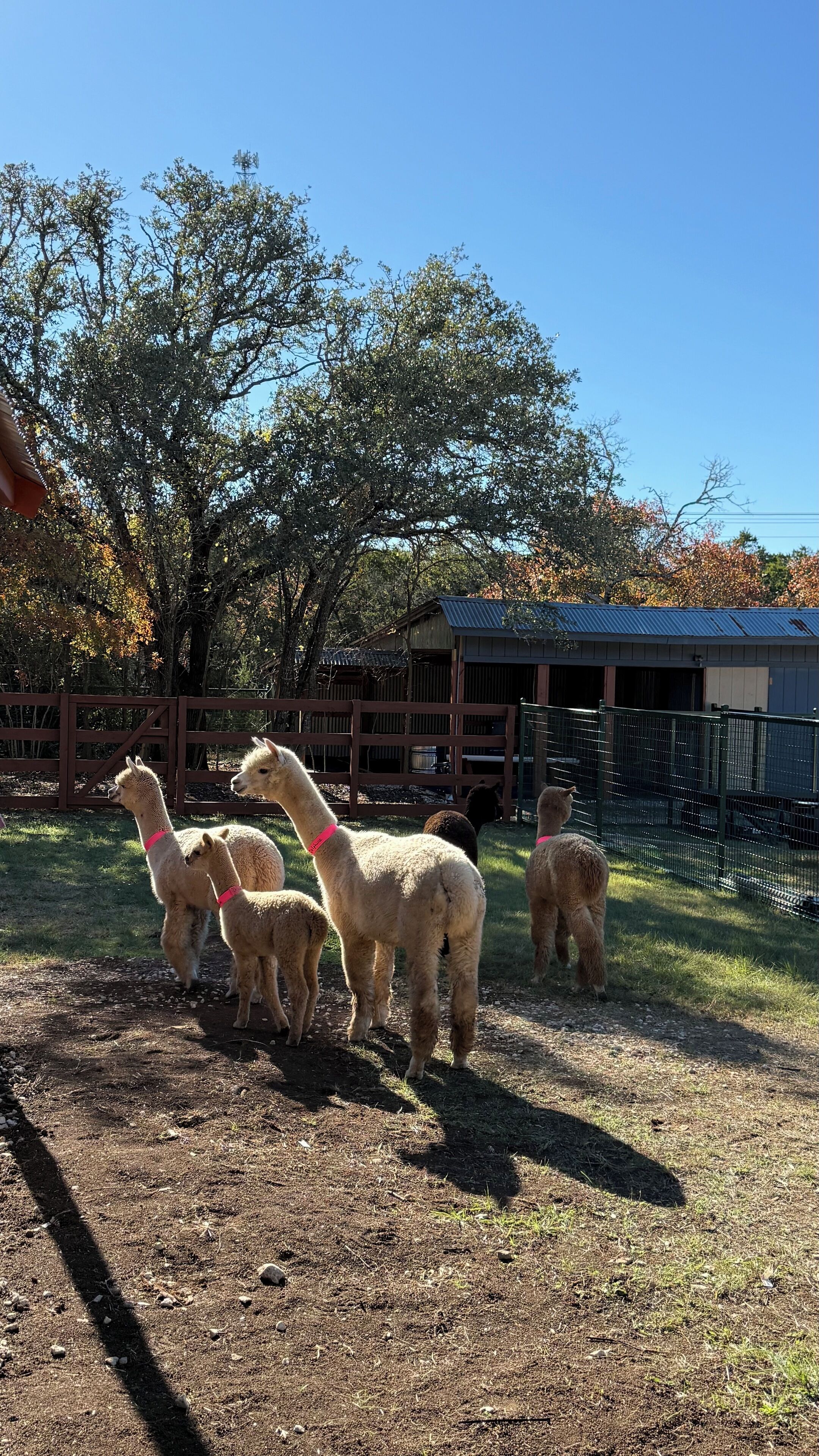 A fenced outdoor area with alpacas, a wooden structure, and trees.