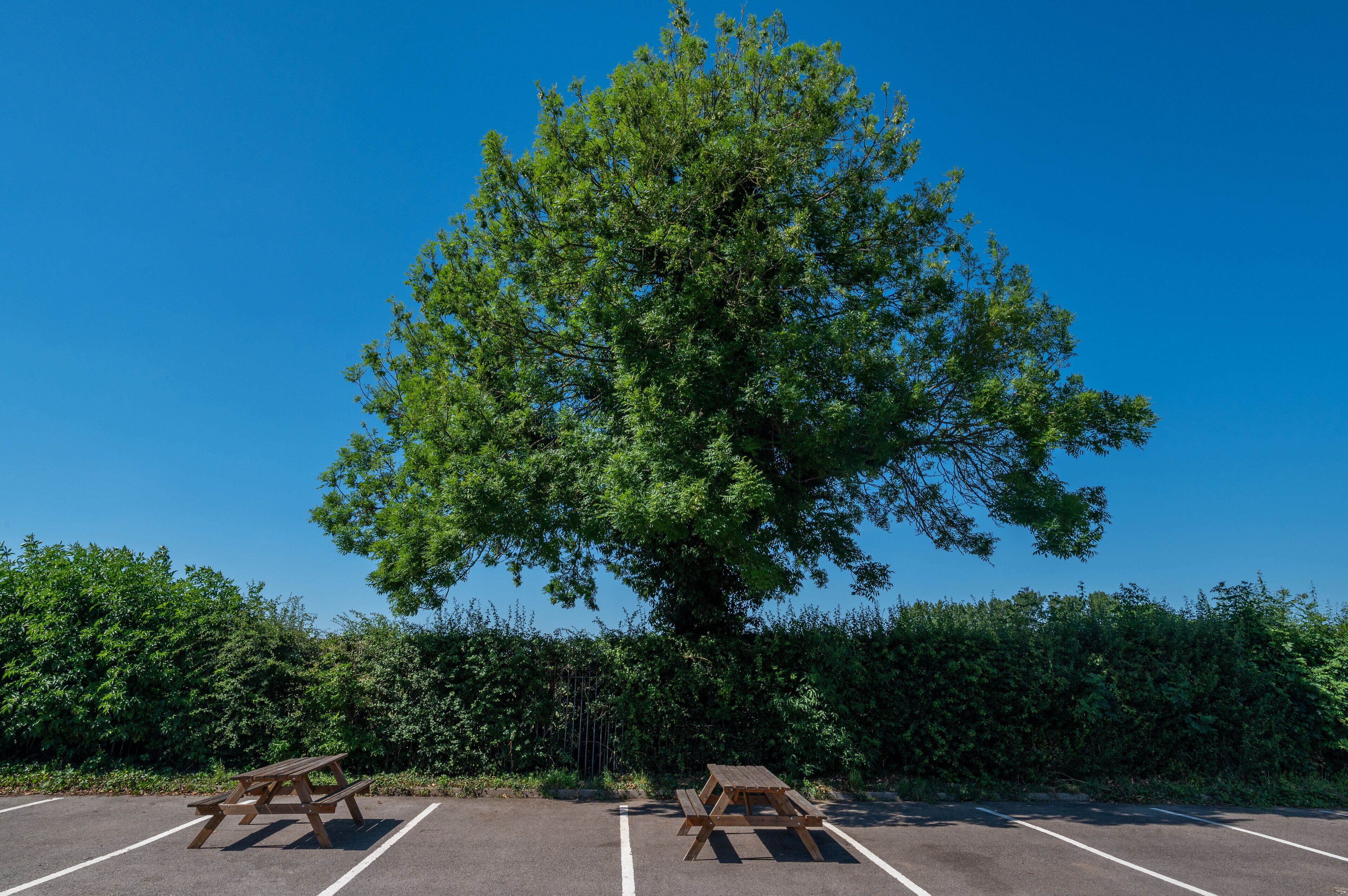 Un parking équipé de tables de pique-nique et agrémenté d’un grand arbre.