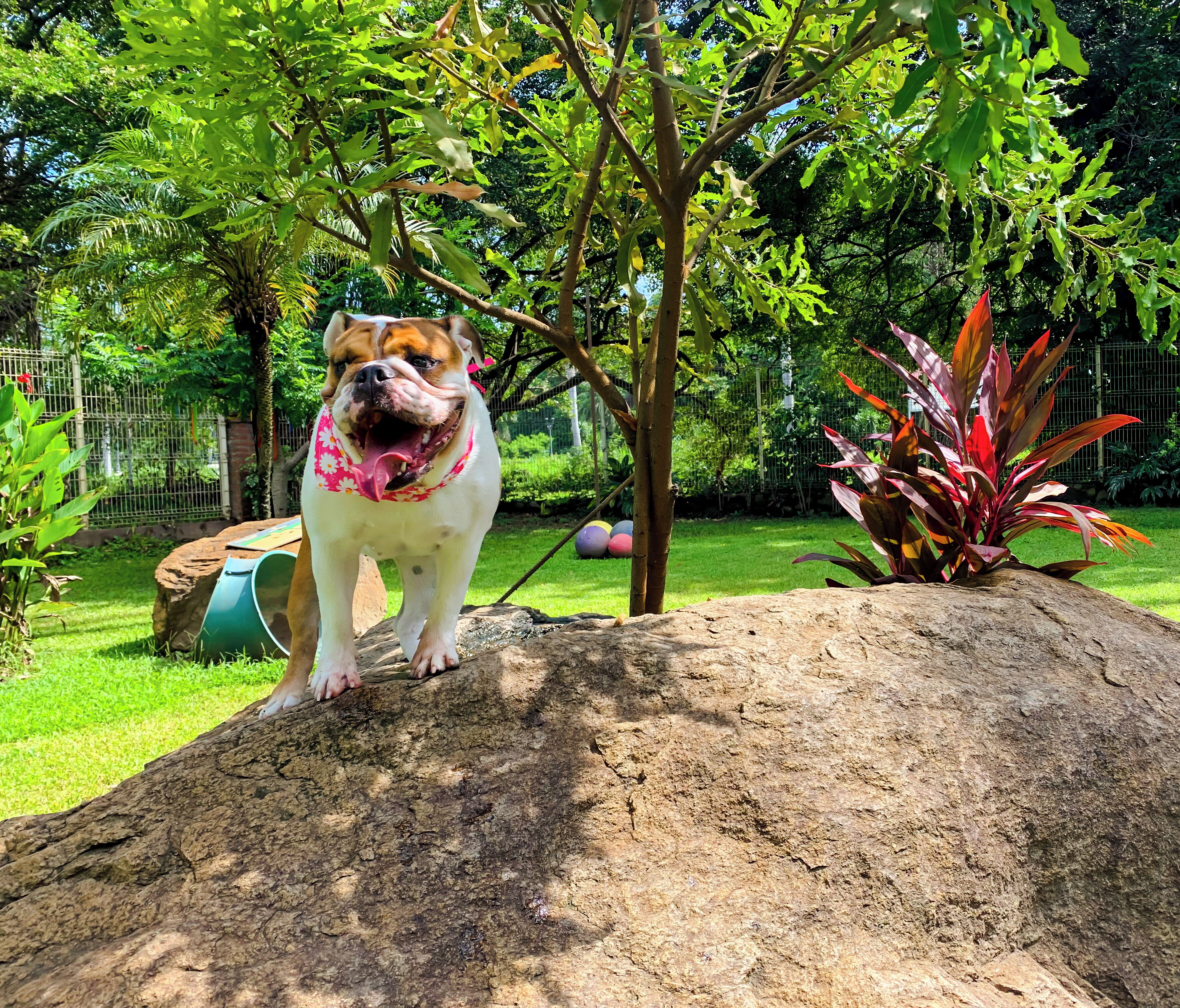 A bulldog on a rock in a garden with trees and a fence in the background.