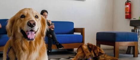 Mesra haiwan kesayangan