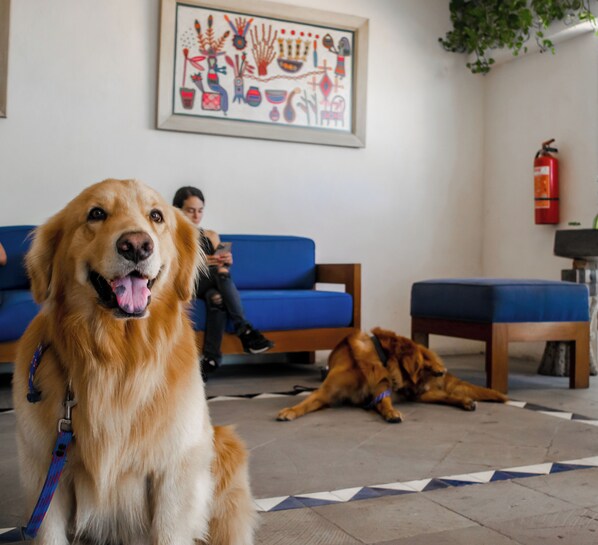 En golden retriever sidder i et rum med en blå sofa, og en hund ligger på gulvet.