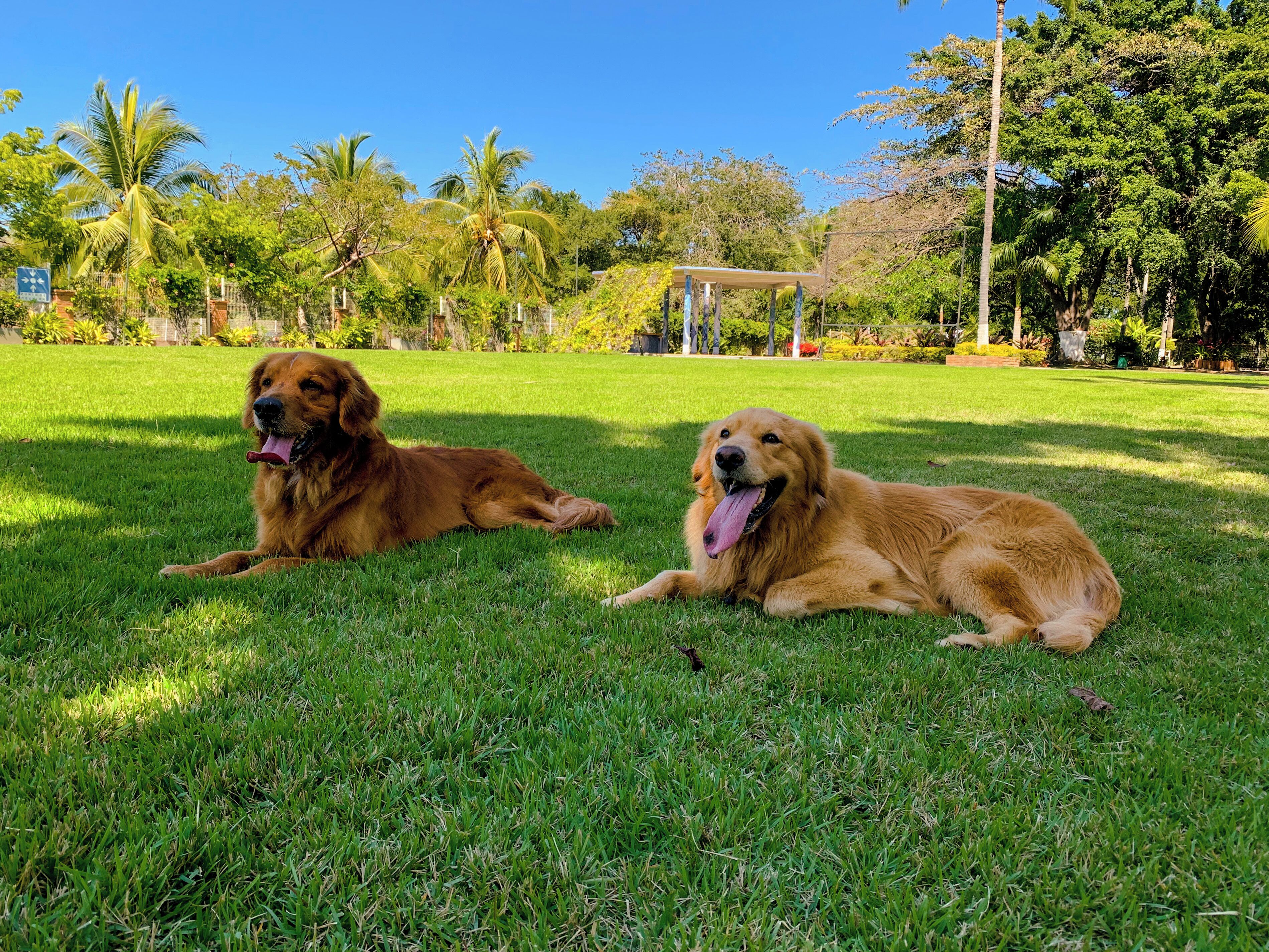 Two golden retrievers lying on a well-maintained grassy area with a clear blue sky and lush greenery in the background.