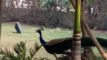 A peacock walking through a garden with palm trees and other greenery.
