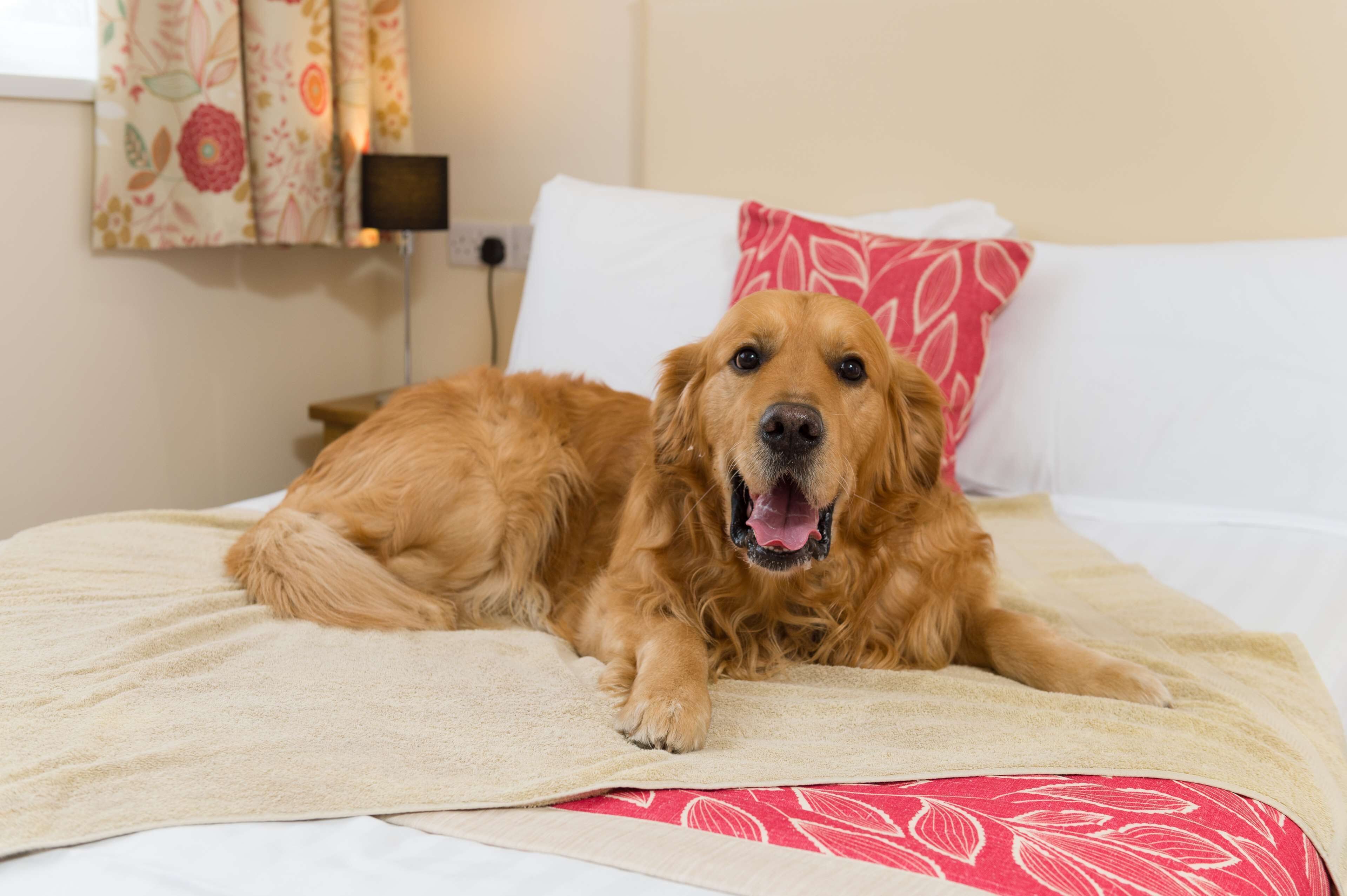 A dog lying on a bed with a red pillow and a white pillow.