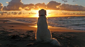 A dog sitting on a beach during sunset. - Best Western Fowey Valley (Lostwithiel)