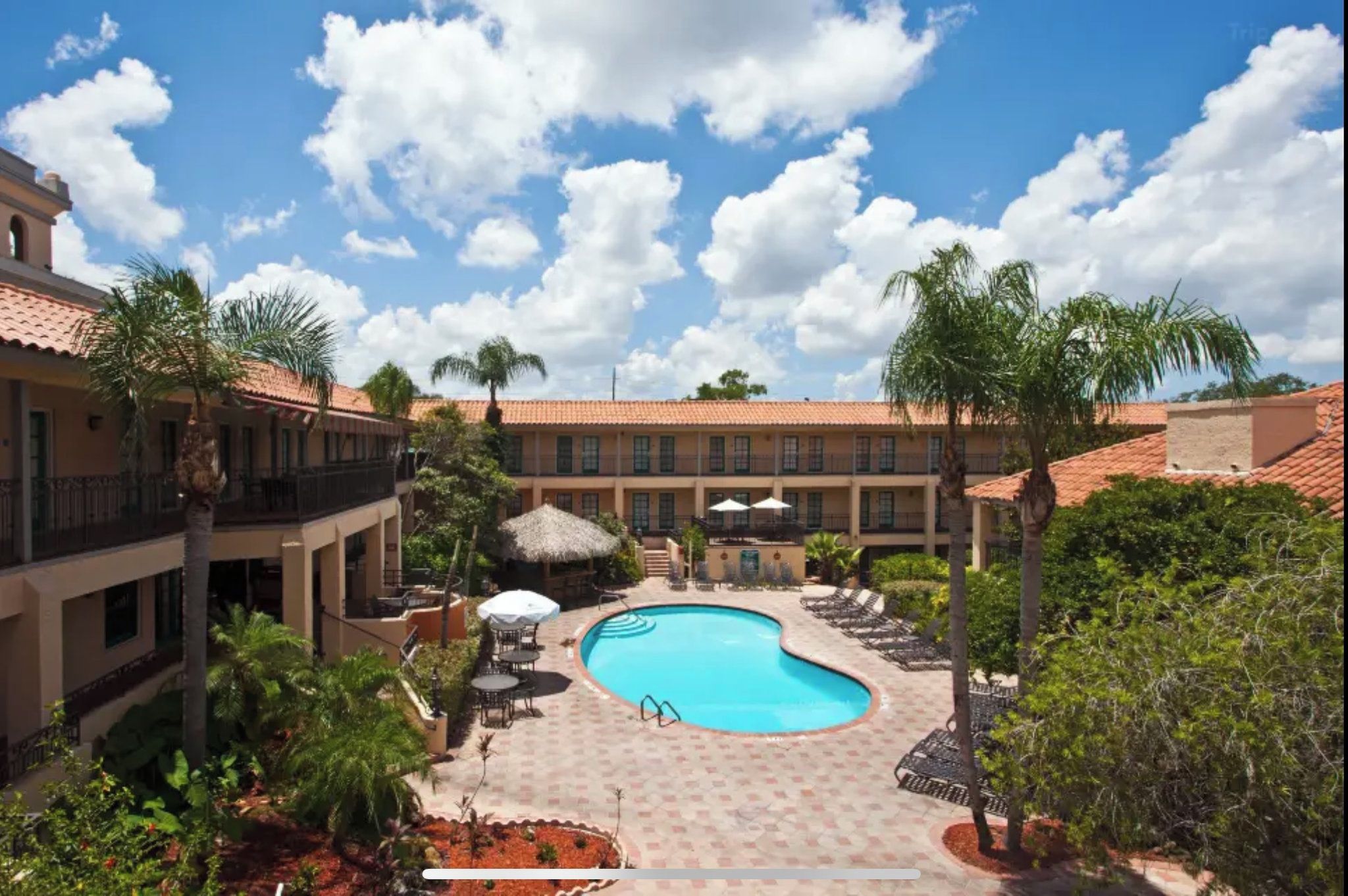 A pool area with a curved pool, lounge chairs, umbrellas, and palm trees.