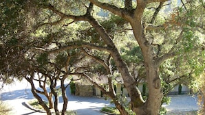 A tree-lined street with a stone wall and a paved road. - Hidden Valley Inn (Carmel Valley)