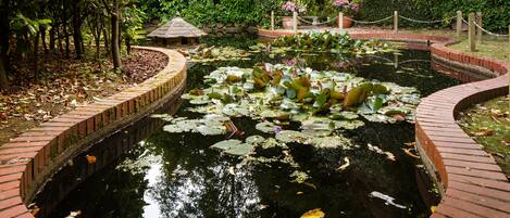 A pond with lily pads surrounded by brick walkways and greenery.