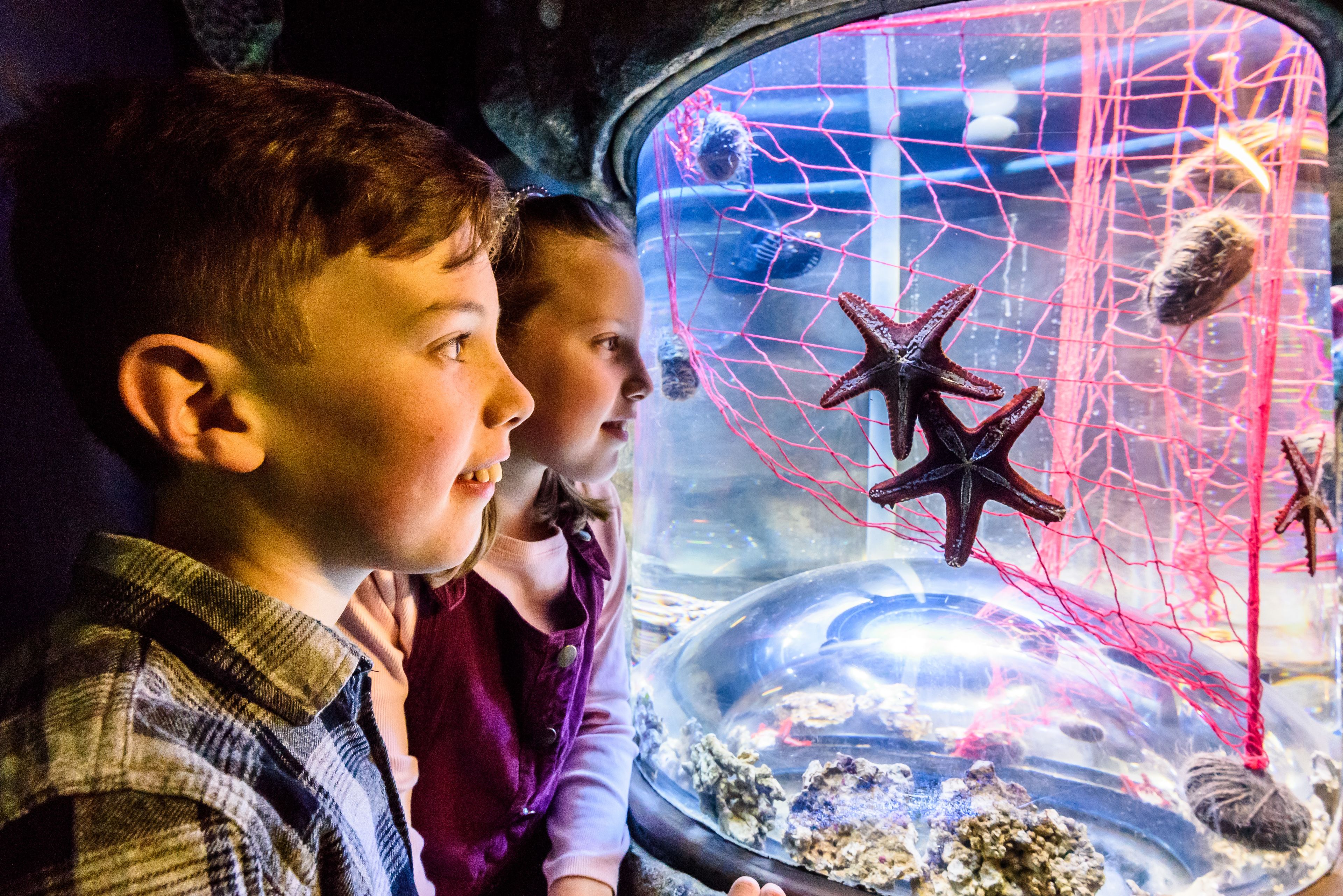 Een kind en volwassene bekijken een aquarium met zeesterren en een netbehuizing.