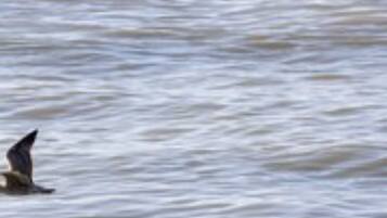 Un ave volando sobre una masa de agua.
