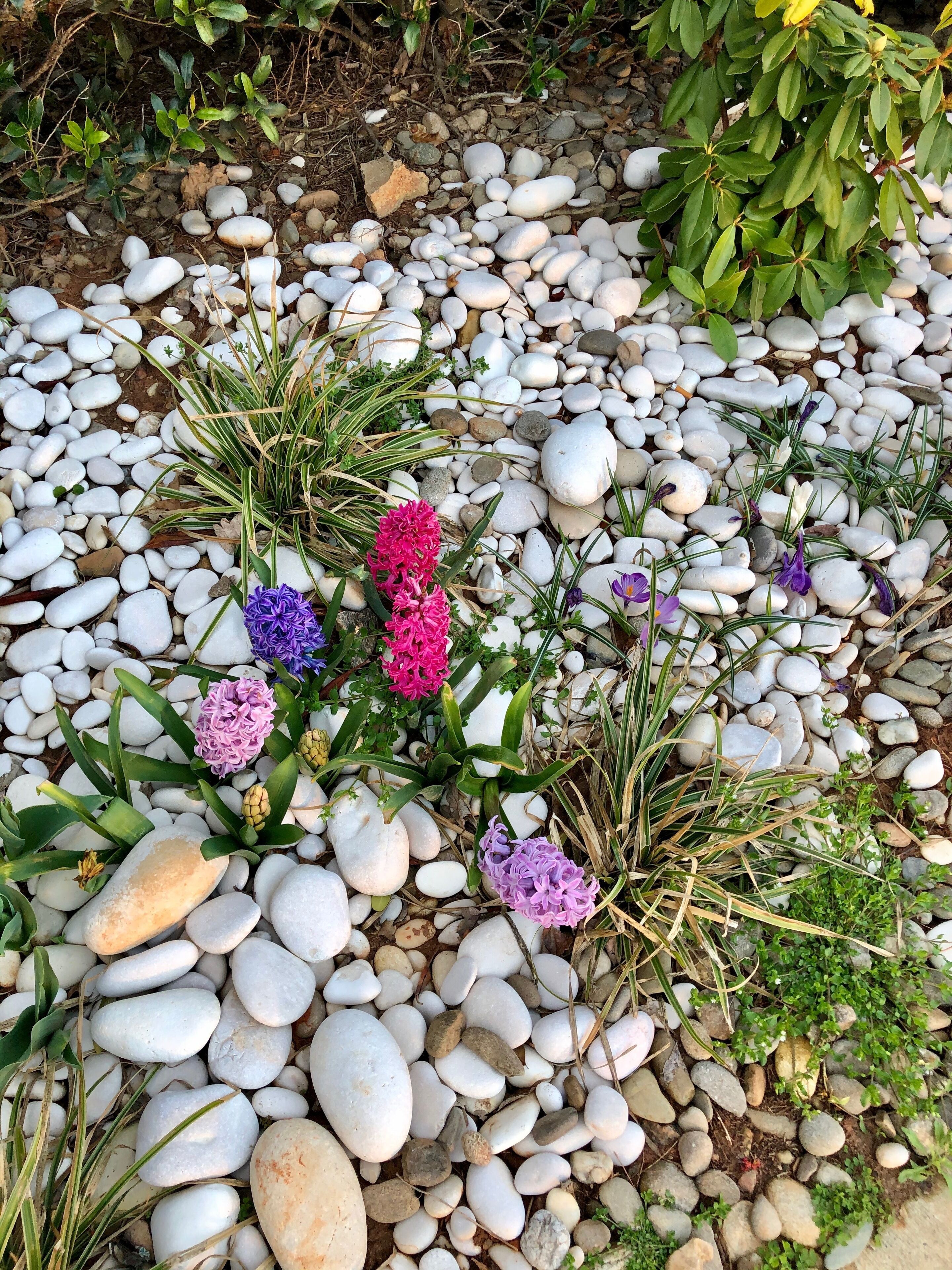 Un espace jardin aménagé avec des graviers blancs et diverses plantes, notamment des fleurs violettes et un feuillage vert.