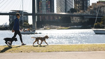 A person walking a dog along a waterfront path with a bridge and buildings in the background.
