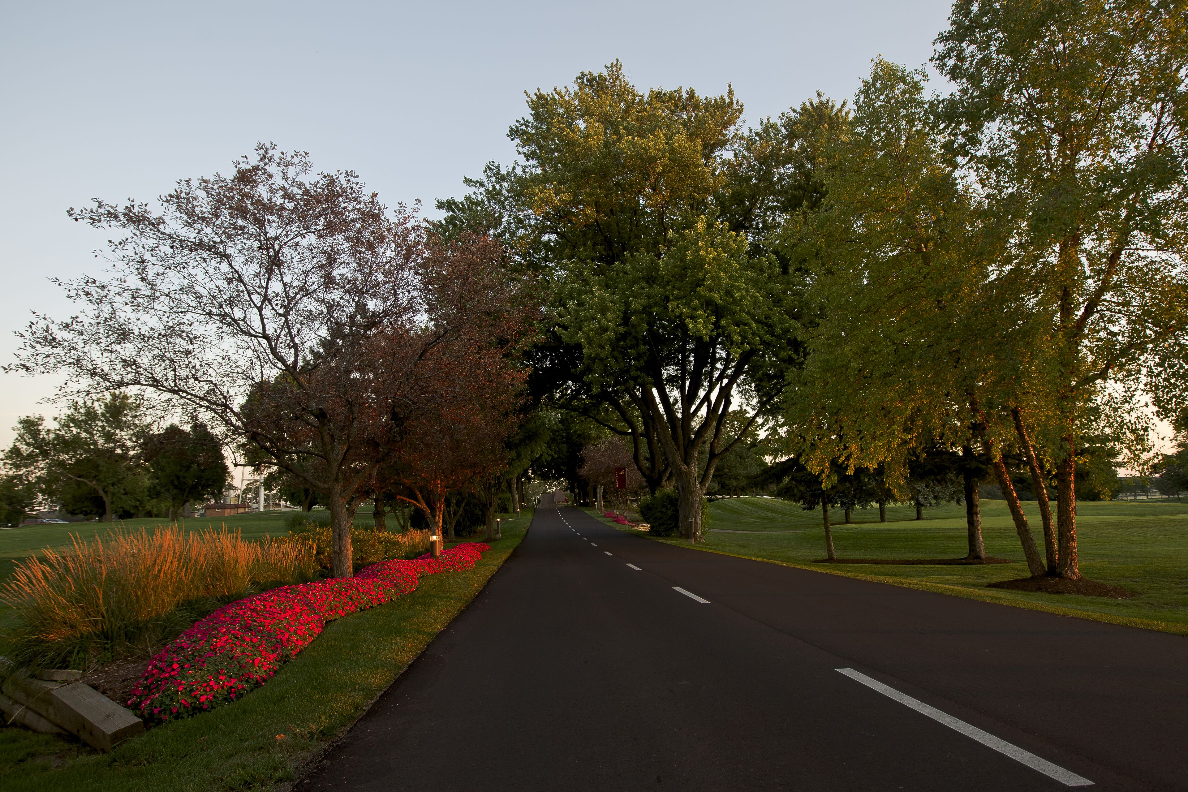 A tree-lined street with a clear road and flower beds.