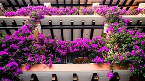 Un edificio con varios balcones decorados con flores moradas intensas.