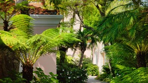A lush garden pathway with dense foliage and a variety of plants. - Hotel Bel-Air - Dorchester Collection (Los Angeles)