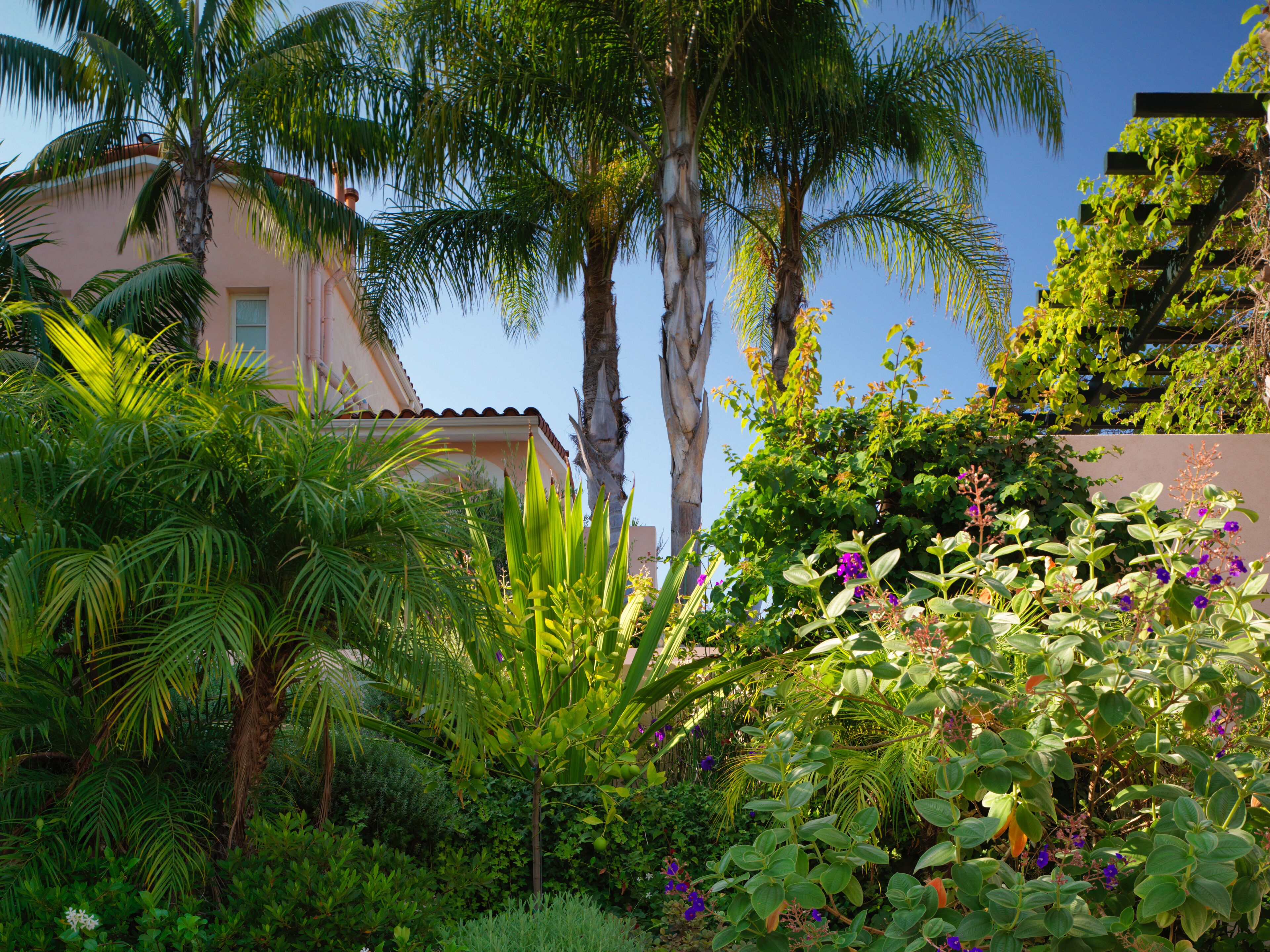 A lush garden with palm trees, flowering plants, and a building with a tiled roof.