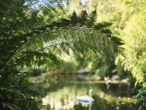 Suíte executiva (Swan Lake) | Vista para o lago