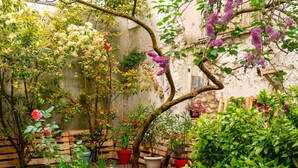 Un jardín con diversas plantas y flores, bancos de madera y un muro rústico.
