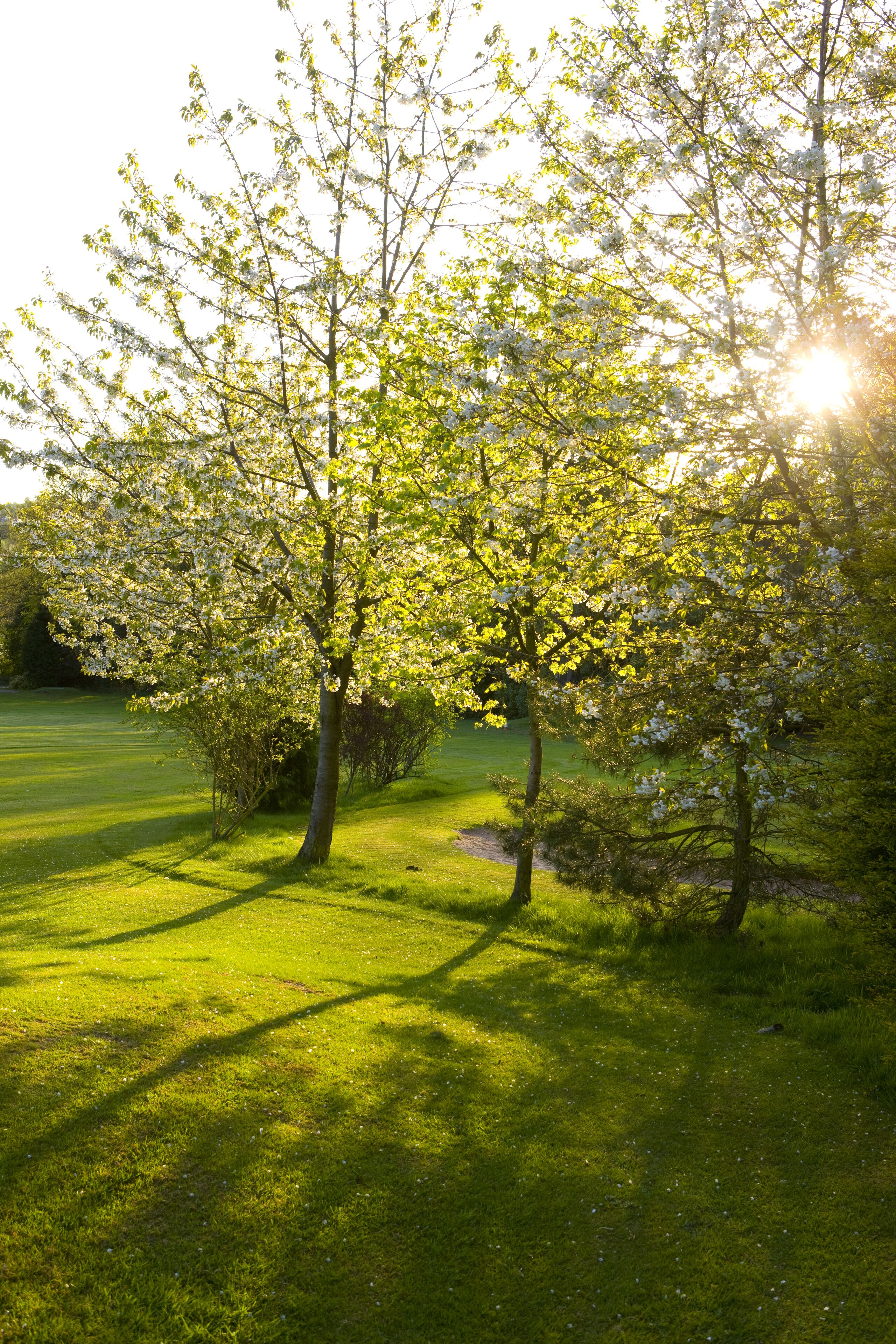 A tree-lined grassy area with sunlight filtering through the leaves.