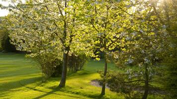 A tree-lined grassy area with sunlight filtering through the leaves.