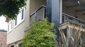 A residential building with a stone retaining wall, a bamboo plant, and an agave plant.