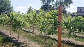 A vineyard with rows of grapevines supported by wooden stakes, a wooden fence, and a building in the background.