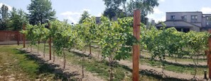 Vineyard