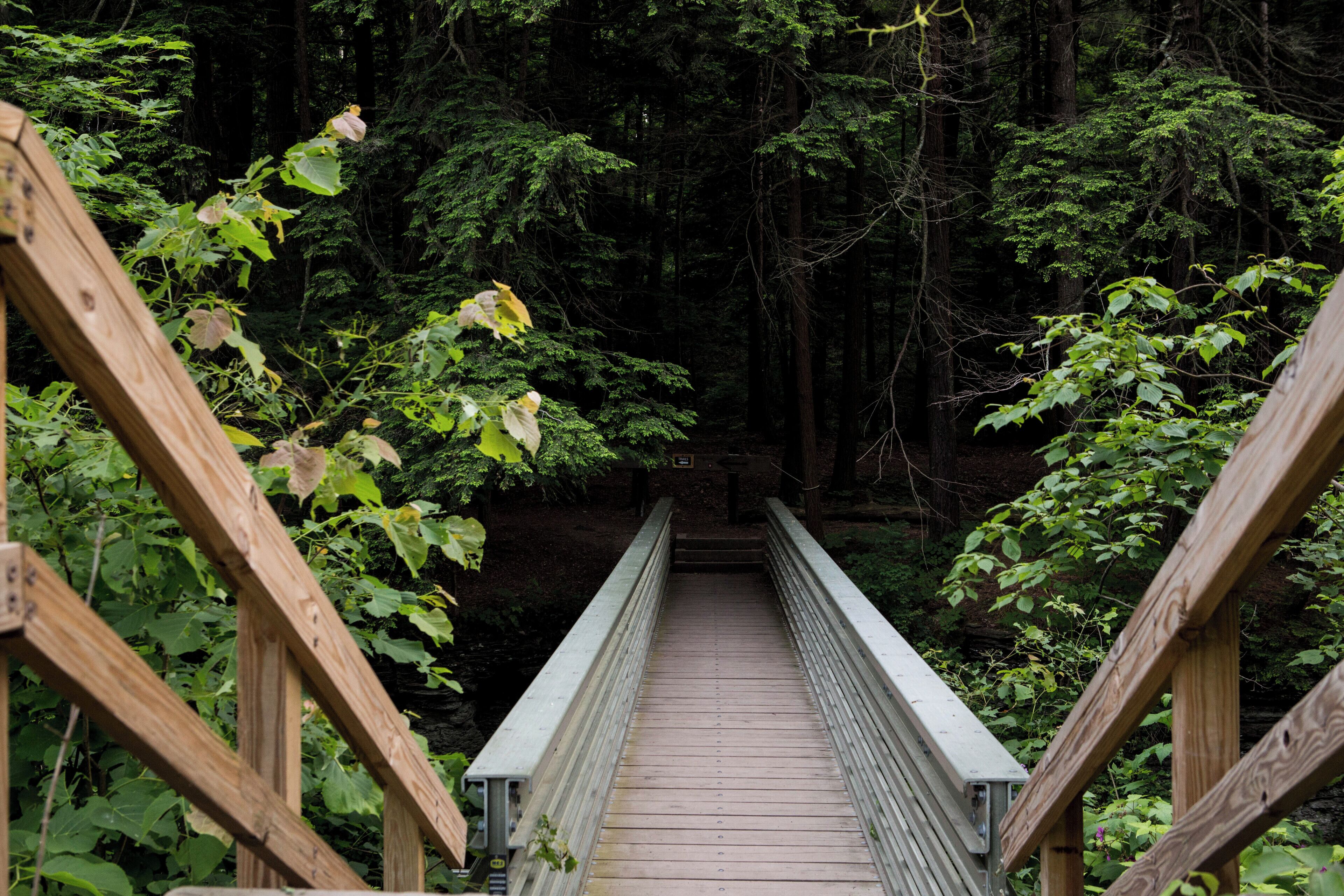Eine Holzbrücke in einem bewaldeten Gebiet mit dichter Vegetation an beiden Seiten.