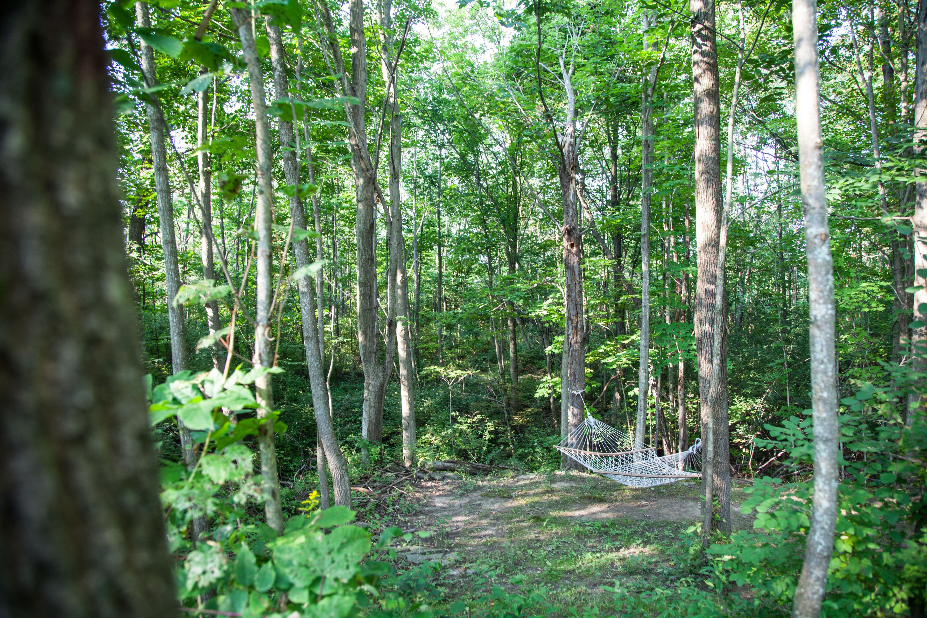 A hammock in a forested area with tall trees and dense foliage.