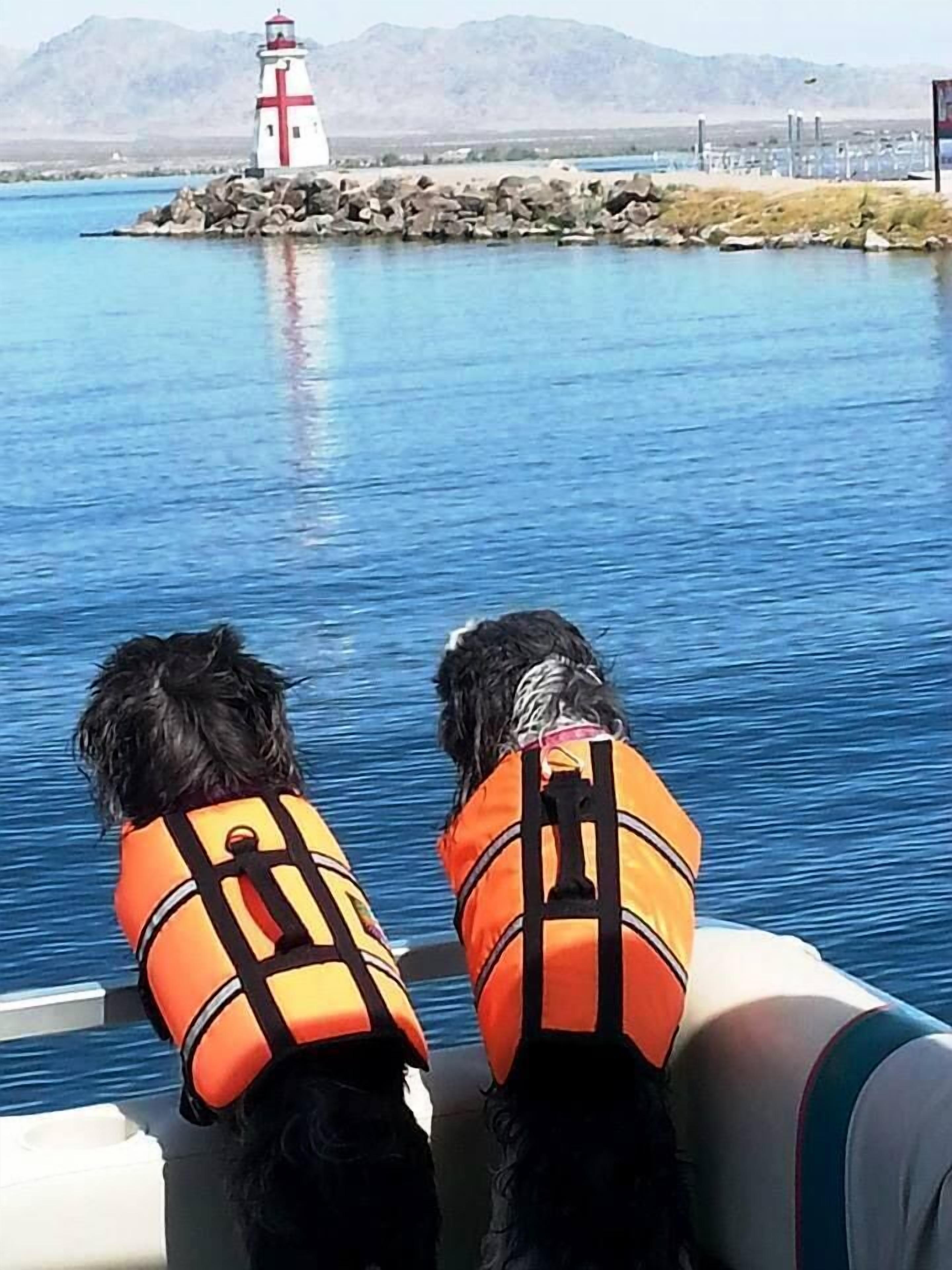 Two dogs wearing life jackets on a boat, with a lighthouse in the background.
