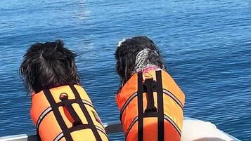 Twee honden met reddingsvesten op een boot, met een vuurtoren op de achtergrond.