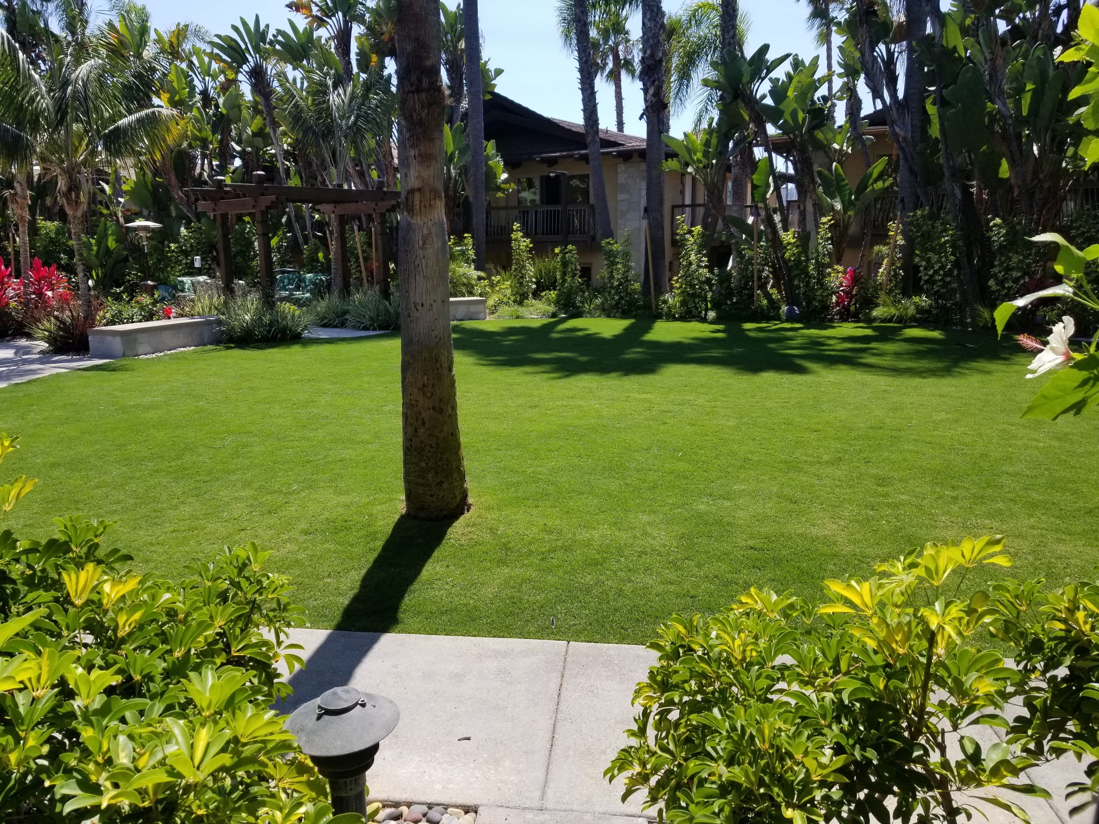 A well-maintained lawn with a pergola, palm trees, and a house in the background.
