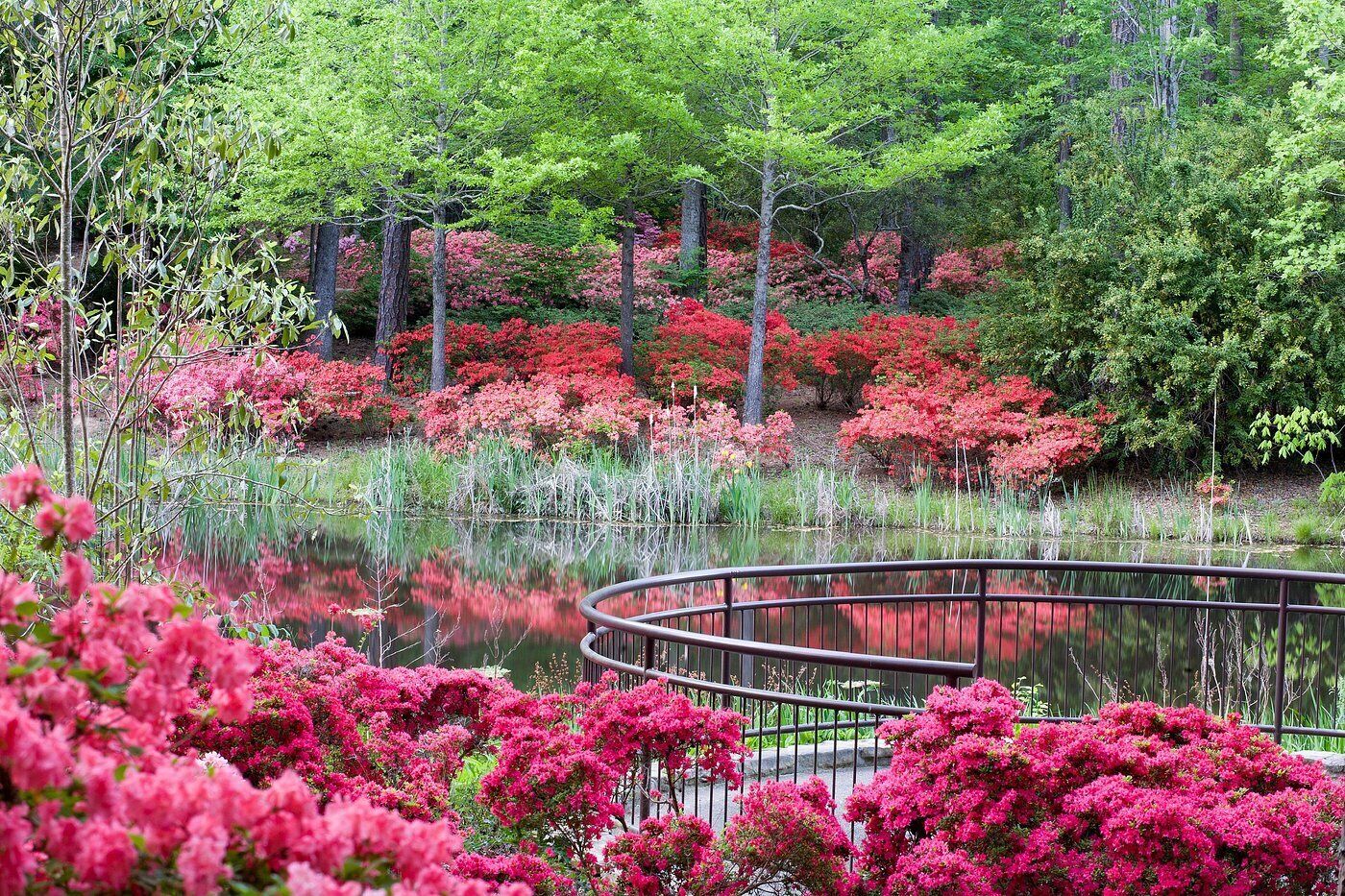 A serene garden with a pond, surrounded by trees and vibrant pink flowers.
