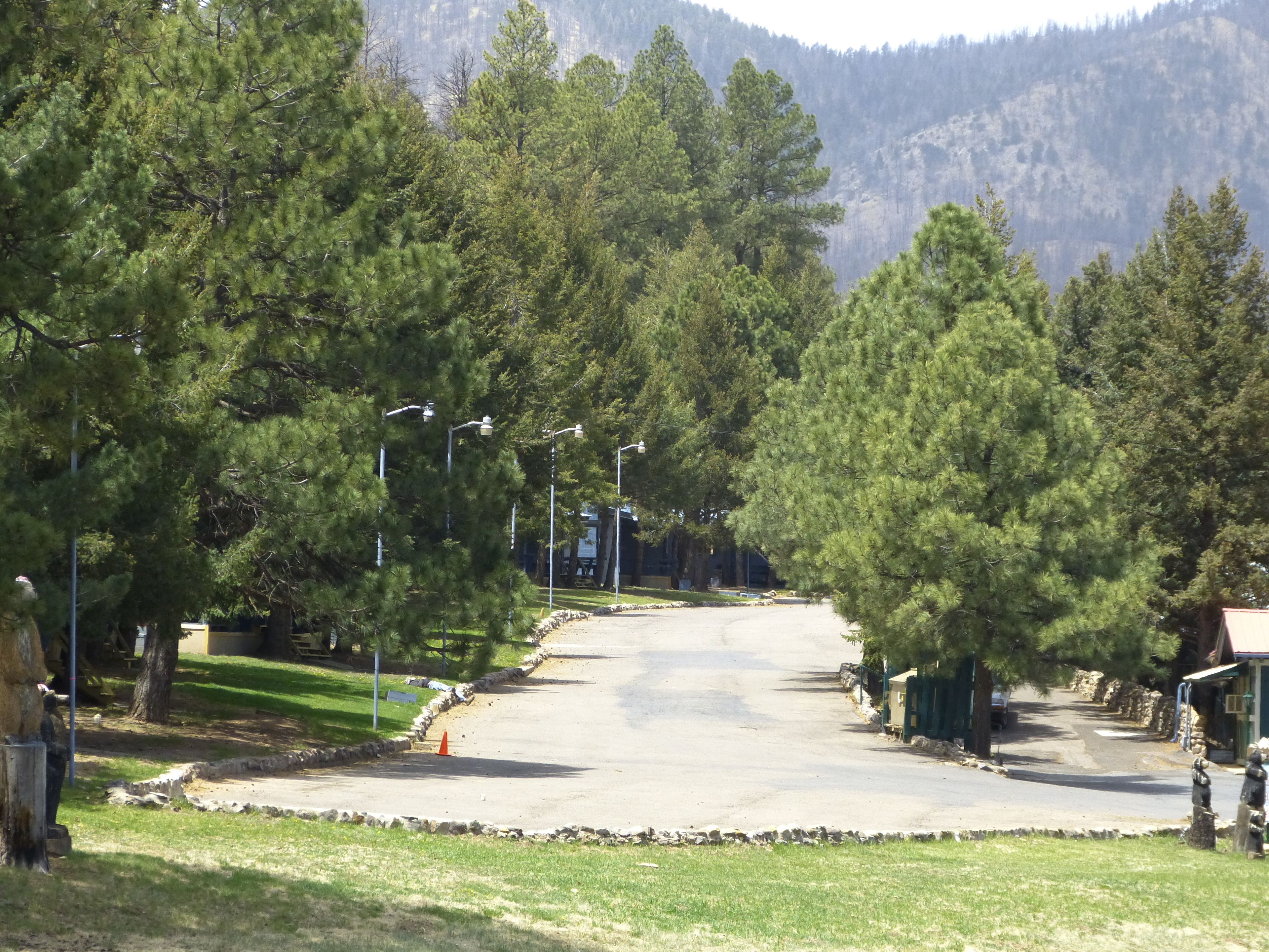 A paved driveway leading to a building surrounded by tall pine trees. Street lamps line the driveway.