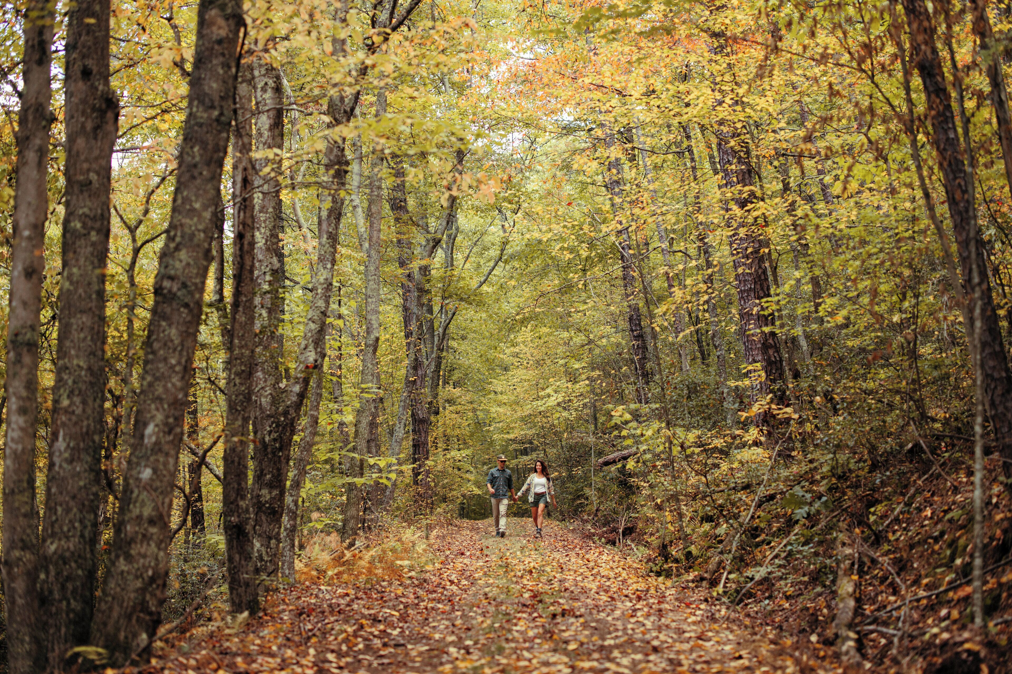 A forest path with two people walking.
