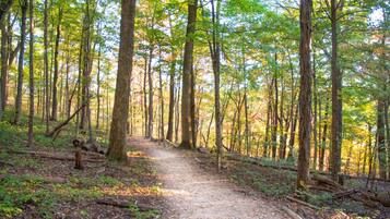 A forest path surrounded by tall trees.
