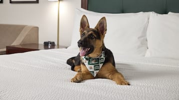 Ein Hund liegt auf einem Bett mit weißer Bettwäsche und einem grünen Kopfteil.
