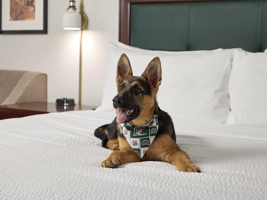 Ein Hund liegt auf einem Bett mit weißer Bettwäsche und einem grünen Kopfteil.