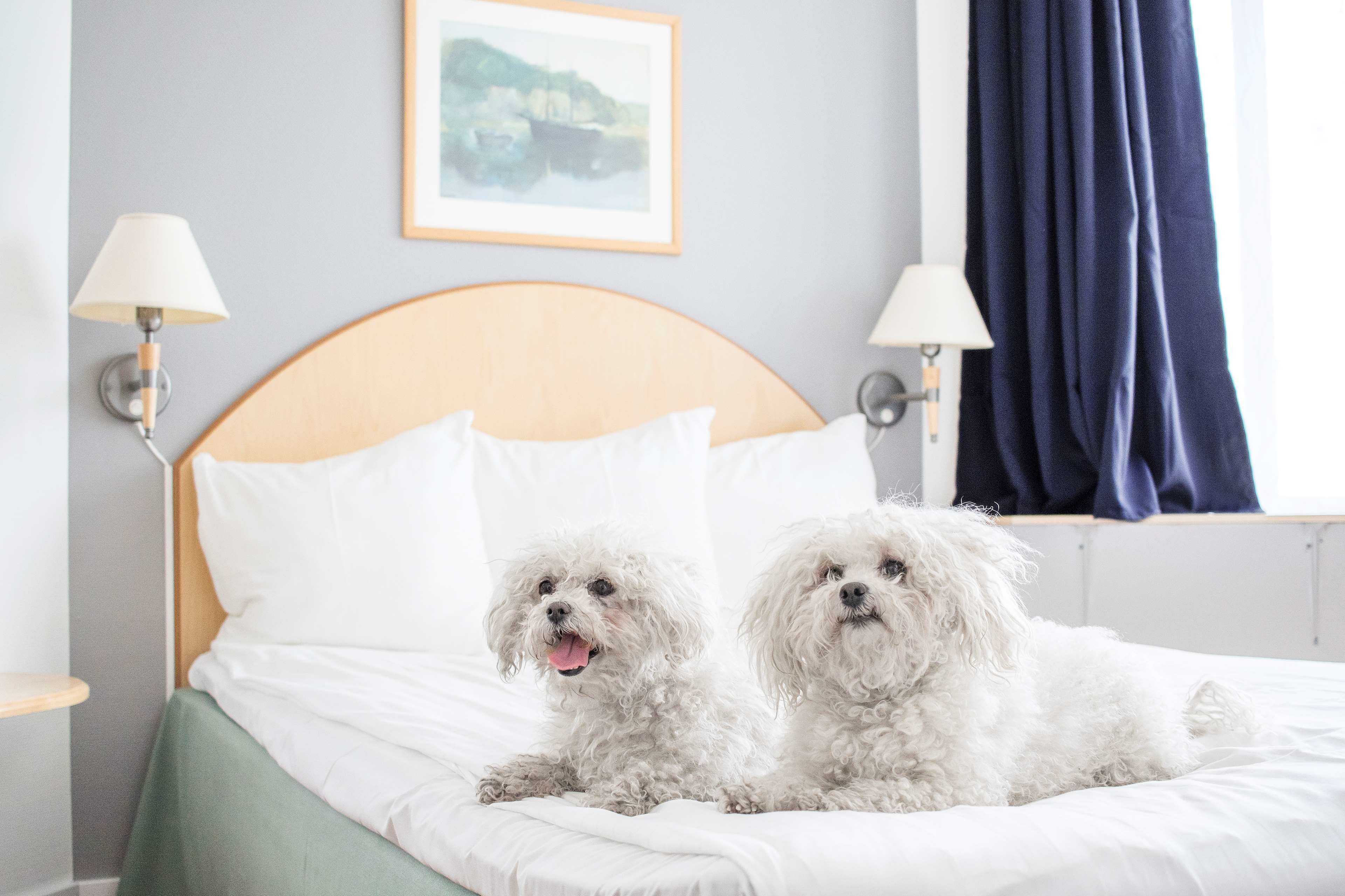 Un lit avec deux chiens blancs, un tableau encadré au mur et deux lampes.