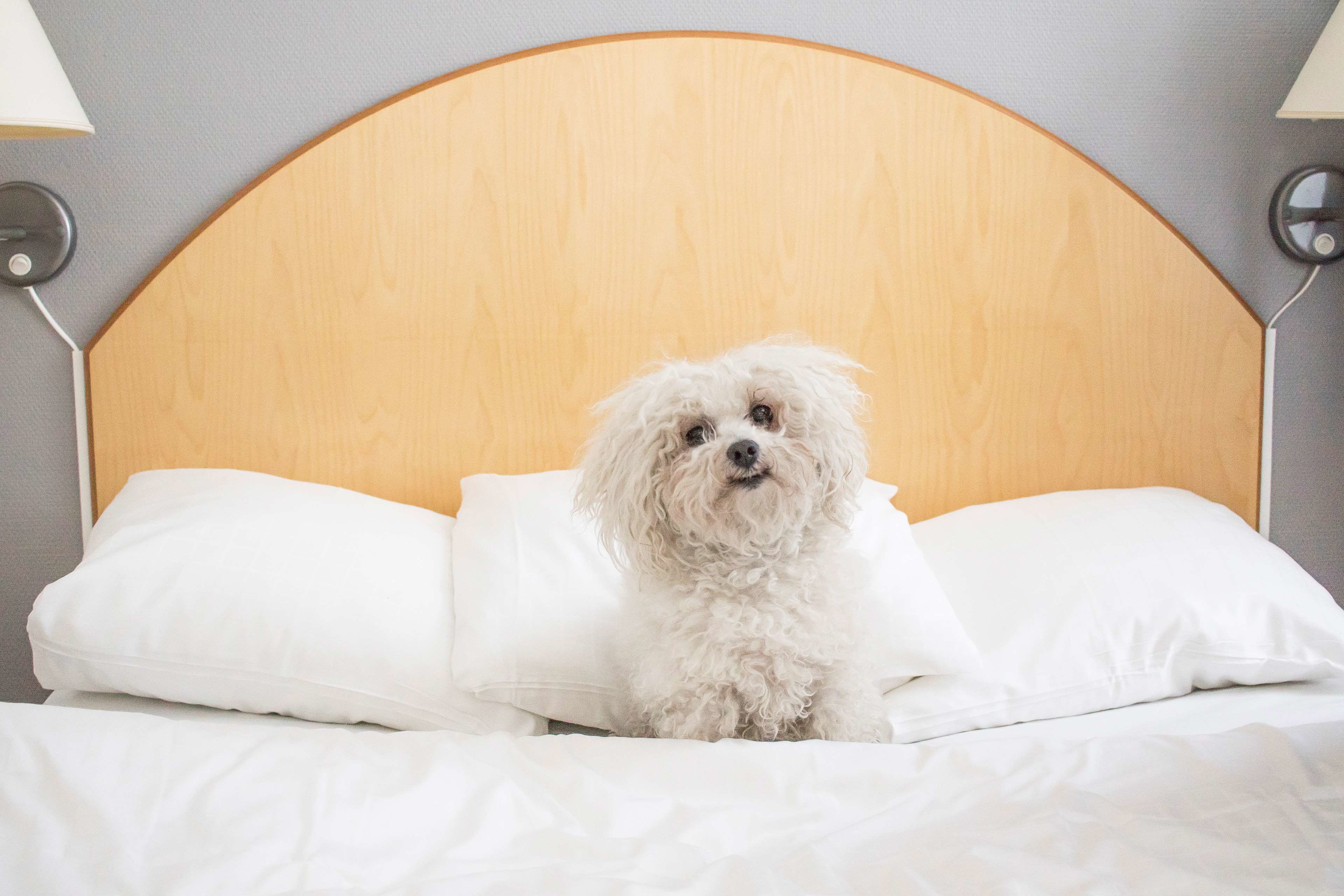Un perro blanco pequeño sentado en una cama con almohadillas blancas y un cabecero de madera.