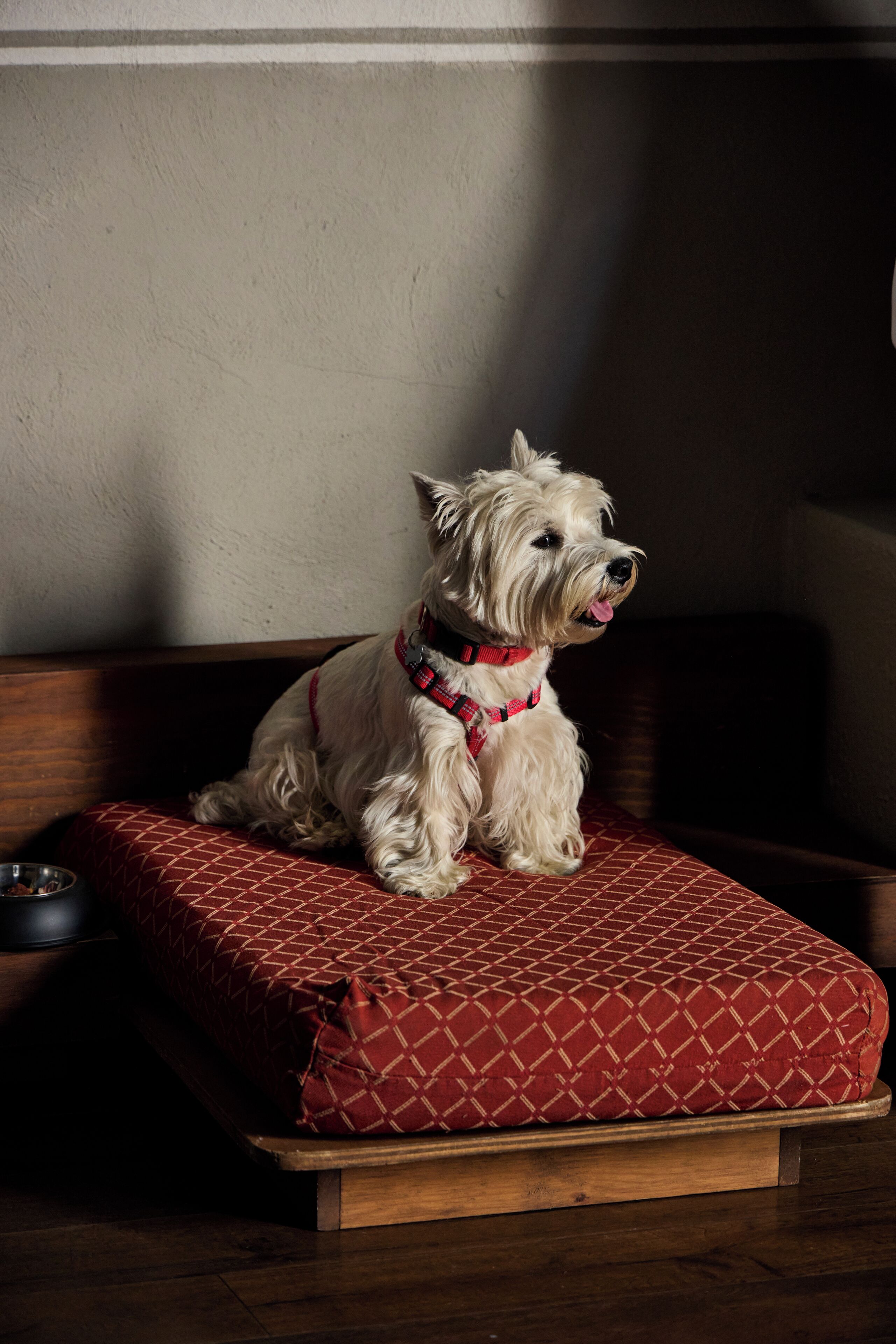 A small white dog sitting on a red patterned pet bed in a room with wooden flooring and a plain wall.
