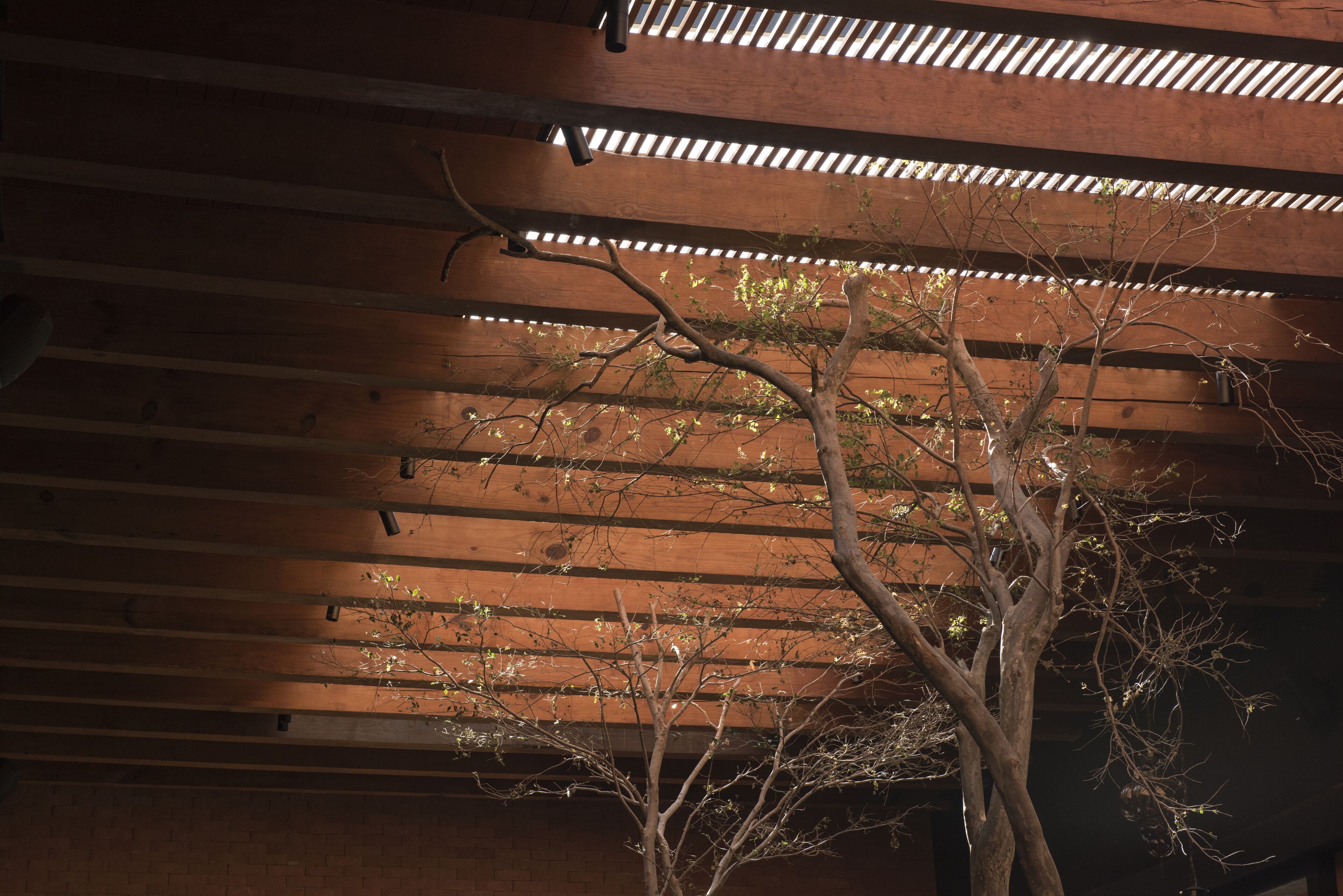 Un edificio con techo de madera y un árbol en primer plano.