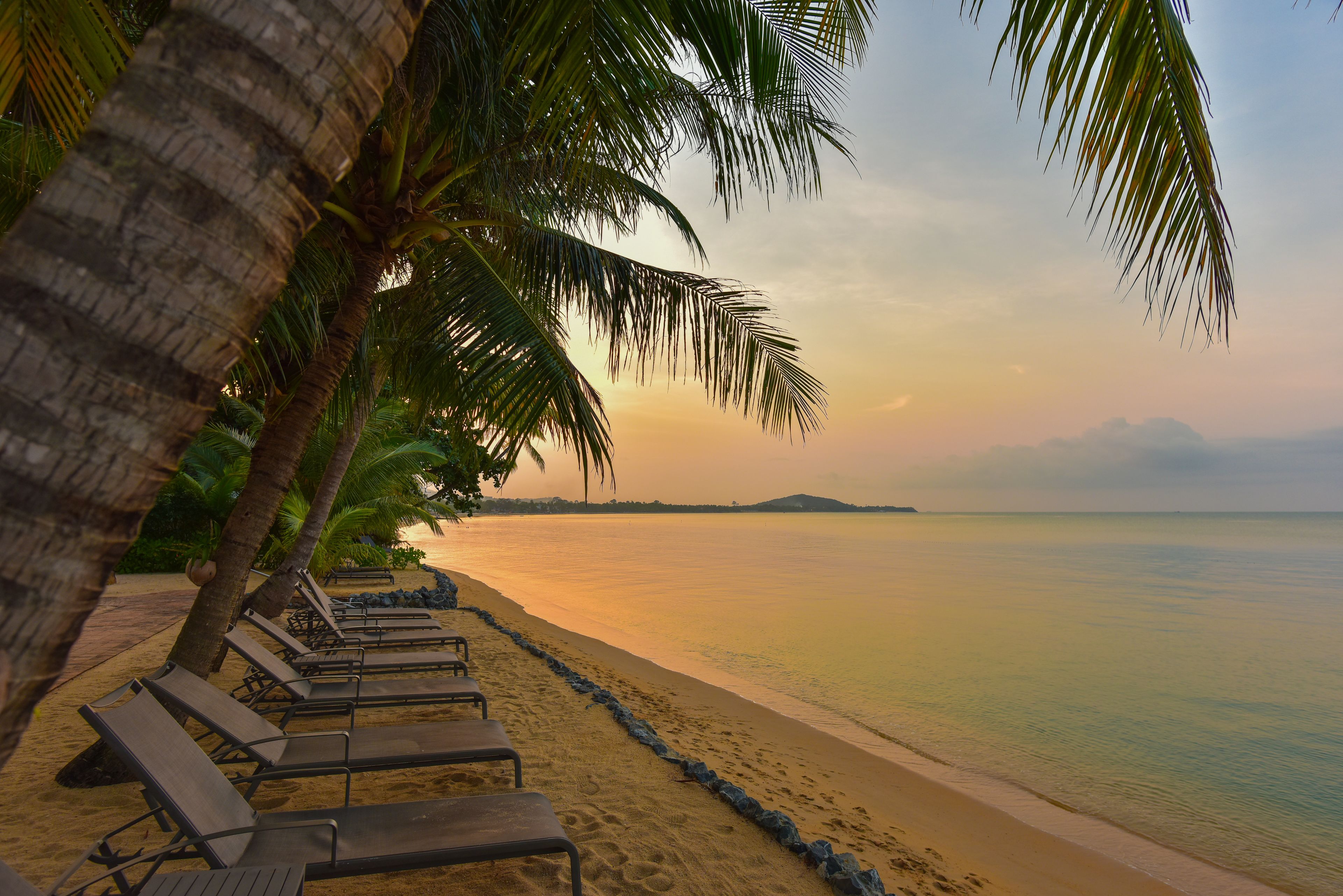 A beach with rows of sun loungers and palm trees, leading to the water.