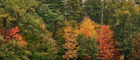 A golf course with a well-manicured green and a backdrop of trees in various autumn colors.
