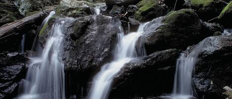 Un área boscosa con una cascada.